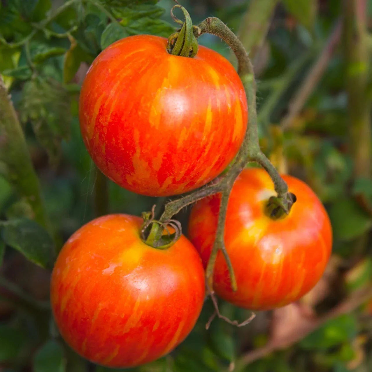Organic Red Zebra Tomato Seeds - Heirloom Lycopersicon esculentum, 20-Pack, Striped Fruit, High Yield, Disease-Resistant, USA Grown