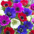 Anemone De Caen Flower Bulbs - 25 Pack - Mixed Colors - Anemone coronaria - Spring Blooming, Garden, Cut Flower