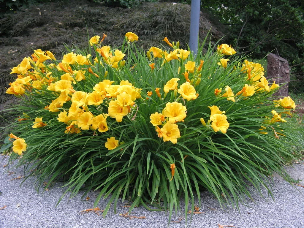 Stella d'Oro Daylily Bare Root Plants Set of 2 - Vibrant Golden Blooms - Hemerocallis 'Stella d'Oro' Perennials