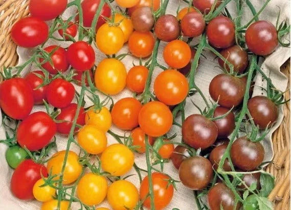 Multi-Color Cherry Tomato Seeds Rainbow Medley - Solanum lycopersicum, Easy to Grow Vegetable Garden Fruit