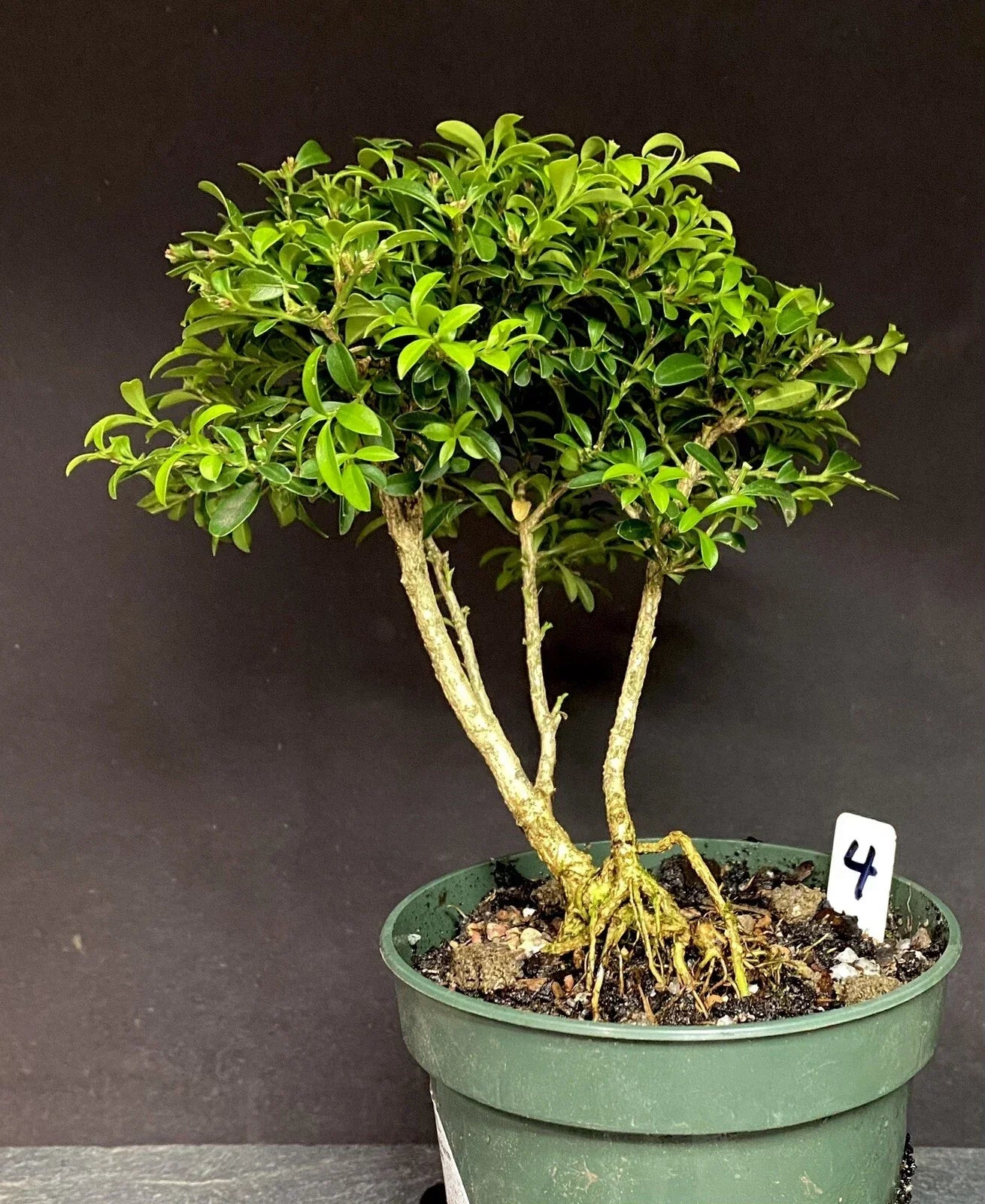 Kingsville Boxwood Pre-Bonsai Tree 8-10 Years | Buxus microphylla var. japonica