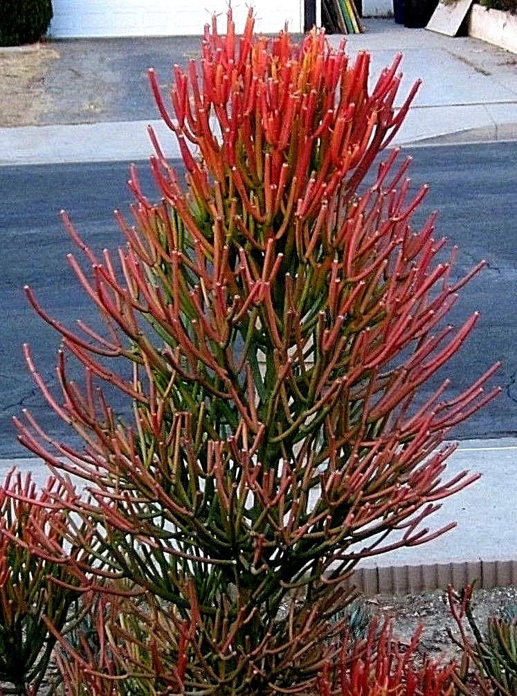 Fire Sticks Cuttings - Euphorbia Tirucalli Pencil Cactus Succulent - 10 Fresh Cuttings for Propagation