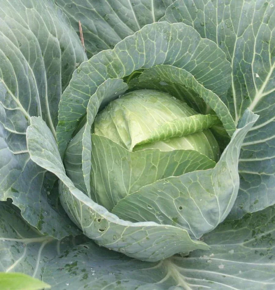 Charmant Cabbage Seeds | Brassica oleracea var. capitata | Organic, Non-GMO, Compact Heads, Easy to Grow, Full Sun, 200 Seeds