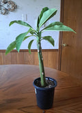 Live Plumeria Plant 15" White Flowers Frangipani Healthy Well Rooted