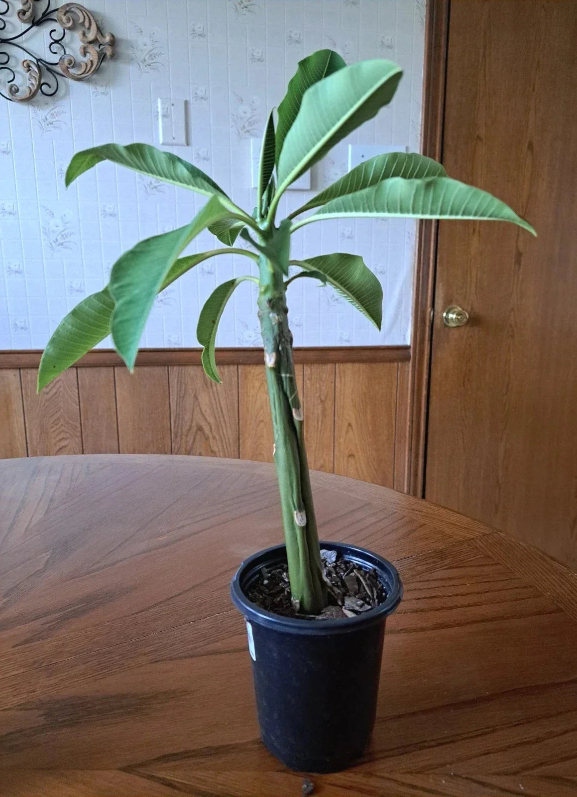 Live Plumeria Plant 15" White Flowers Frangipani Healthy Well Rooted
