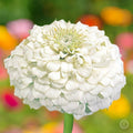 White Zinnia Seeds - 100+ Polar Bear Double Flowered Annuals for Bees, Butterflies & Birds - Zinnia elegans Seed Packet