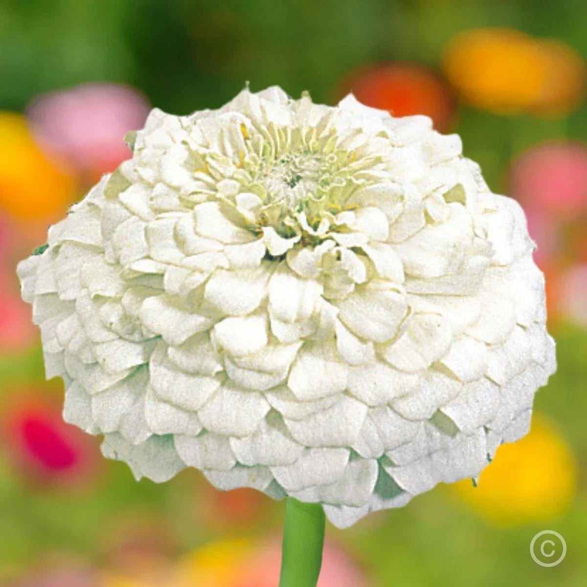 White Zinnia Seeds - 100+ Polar Bear Double Flowered Annuals for Bees, Butterflies & Birds - Zinnia elegans Seed Packet
