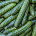 Tendergreen Burpless Cucumber Seeds 50+ Pack, Vegetable Garden, Pickling, Cucumis sativus, Vining, Easy Grow