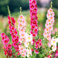 Hollyhock Seeds - Single Flowered Mix - Alcea rosea Garden Flower Seeds for Borders & Cutting Gardens