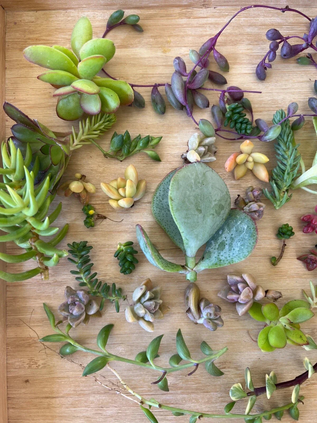 Succulent Cutting Set with String of Hearts, String of Bananas & String of Pearls - Ceropegia woodii, Senecio radicans, Senecio rowleyanus