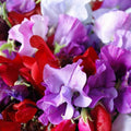 Sweet Pea Seeds - Royal Mix, Fragrant Red Pink Climbing Vine, Lathyrus odoratus, 2025