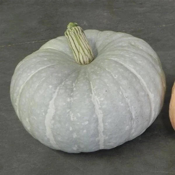 Silver Moon Pumpkin Seeds - 10 Seeds, Silver Stacker Variety, Cucurbita pepo, Vining, Full Sun, Fall Decor & Culinary
