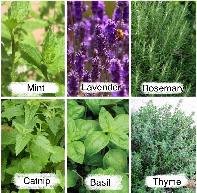 Culinary Herb Seeds Pack - Mint, Lavender, Thyme, Rosemary - 2525 Non-GMO Seeds for Cooking & Gardening