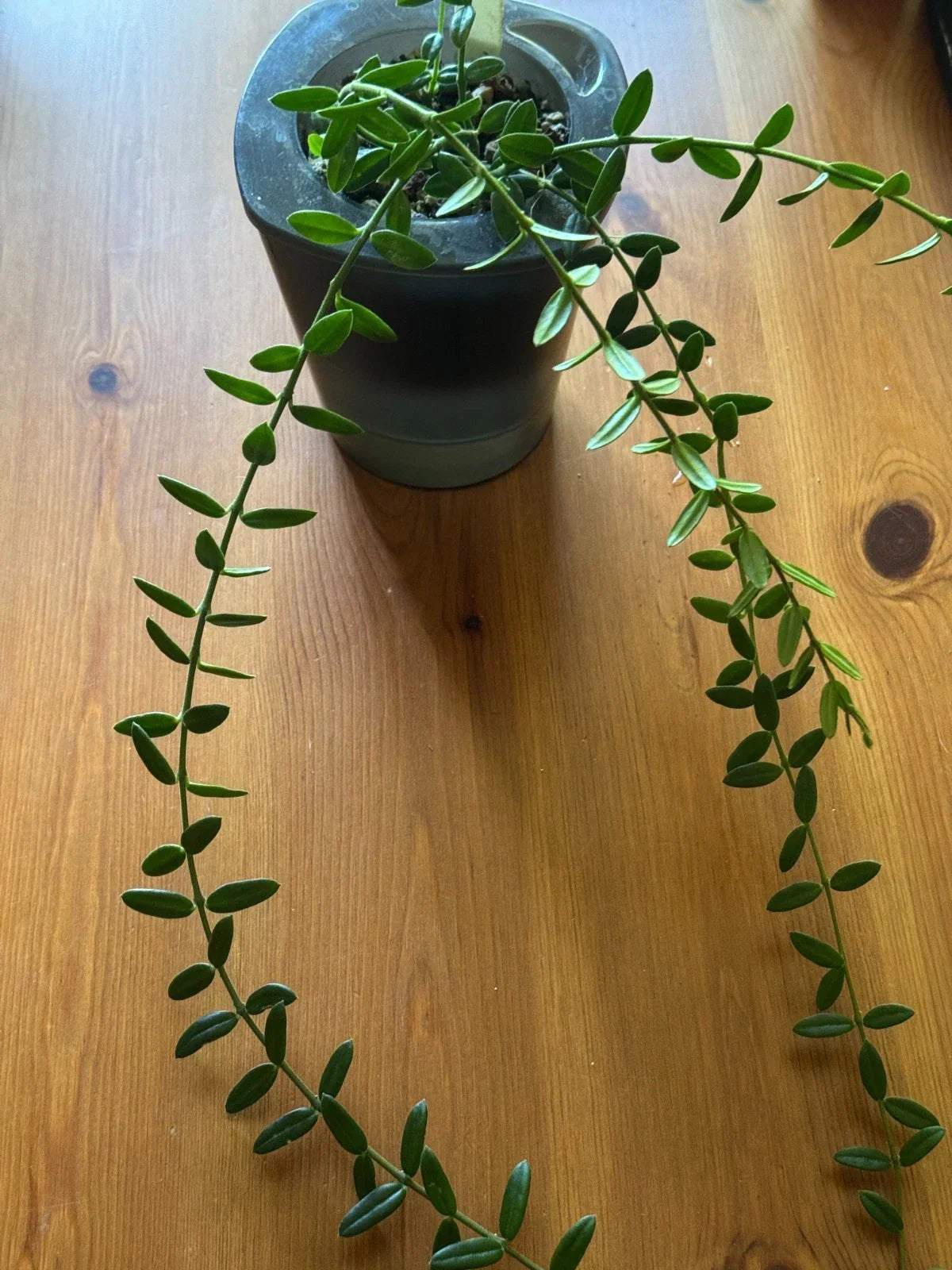 Hoya Engleriana Cutting - 4 Nodes - Rare Indoor Houseplant - Tropical Trailing Vine - Hoya Carnosa Variegated