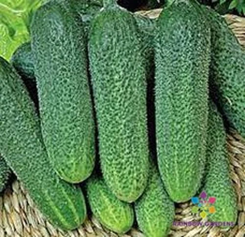 Harmonie Cucumber Seeds - 25+ Pack for Garden Planting - Cucumis sativus - Non-GMO, Full Sun, Vining, Home Garden