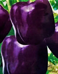 Purple Beauty Pepper Seeds – Non-GMO, Heirloom Capsicum annuum for Home Gardening, Container or Garden Bed, 50+ Seeds