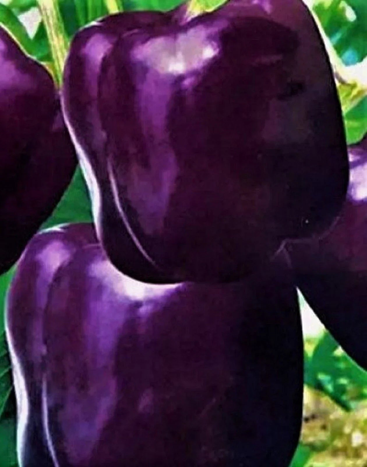 Purple Beauty Pepper Seeds – Non-GMO, Heirloom Capsicum annuum for Home Gardening, Container or Garden Bed, 50+ Seeds