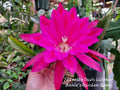 Epiphyllum Cuttings - 8-10 Inches Long - Jeanette Davis Latimer Tropical Cactus Plant - Epiphyllum hybrid
