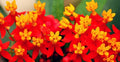 Butterfly Bloodflower Milkweed Seeds - Sunset Variety - Asclepias tuberosa - Pollinator Garden Seeds - 100+ Seeds