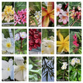 Plumeria Cutting - Hawaiian Grown Frangipani Temple Tree #2A for Gardens & Landscapes