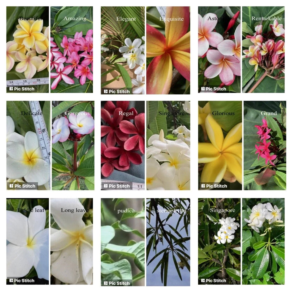 Plumeria Cutting - Hawaiian Grown Frangipani Temple Tree #2A for Gardens & Landscapes