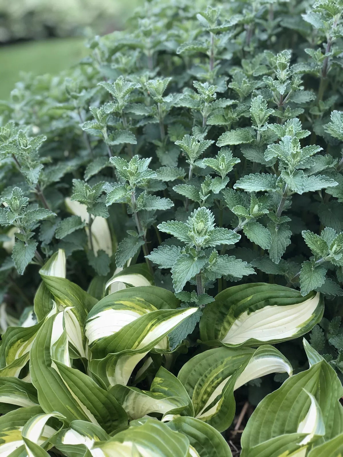 Catmint Herb Live Plants - 3 Rooted Nepeta cataria for Garden, Pollinator Attracting, Fragrant, Easy Care
