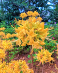 Aromi Azalea Starter Plant - Gold Strike Variety, Deciduous Rhododendron, Small Dormant Shrub for Garden Borders