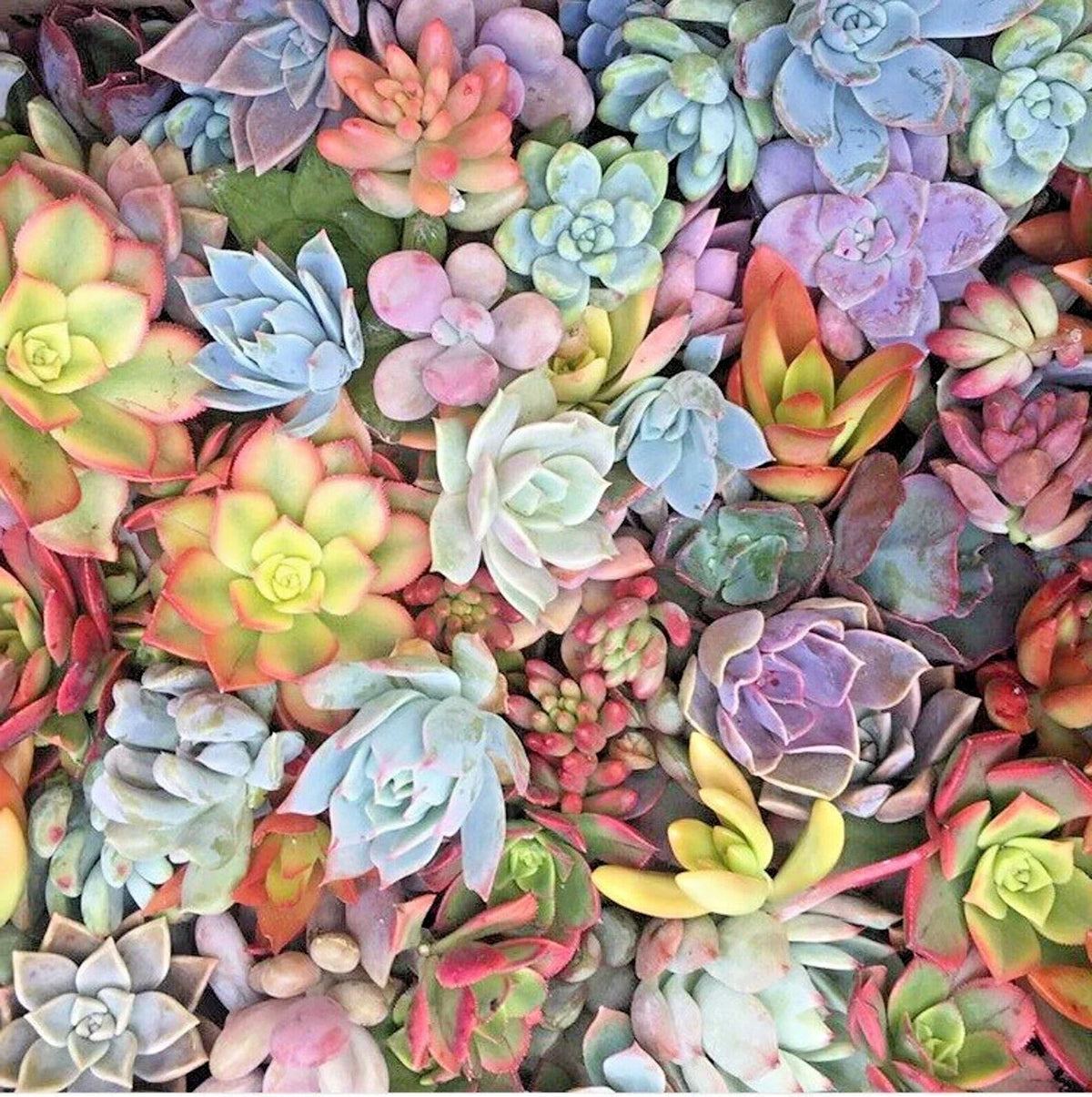 Mixed Succulent Cuttings 25 Pack - Pastel Rosettes & Red Jade Unrooted Live Plants for Propagation & DIY Arrangements