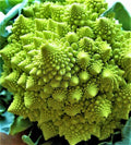 Romanesco Broccoli Seeds – Non-GMO Heirloom Seeds for Planting, Fractal Vegetable, Brassica oleracea var. botrytis