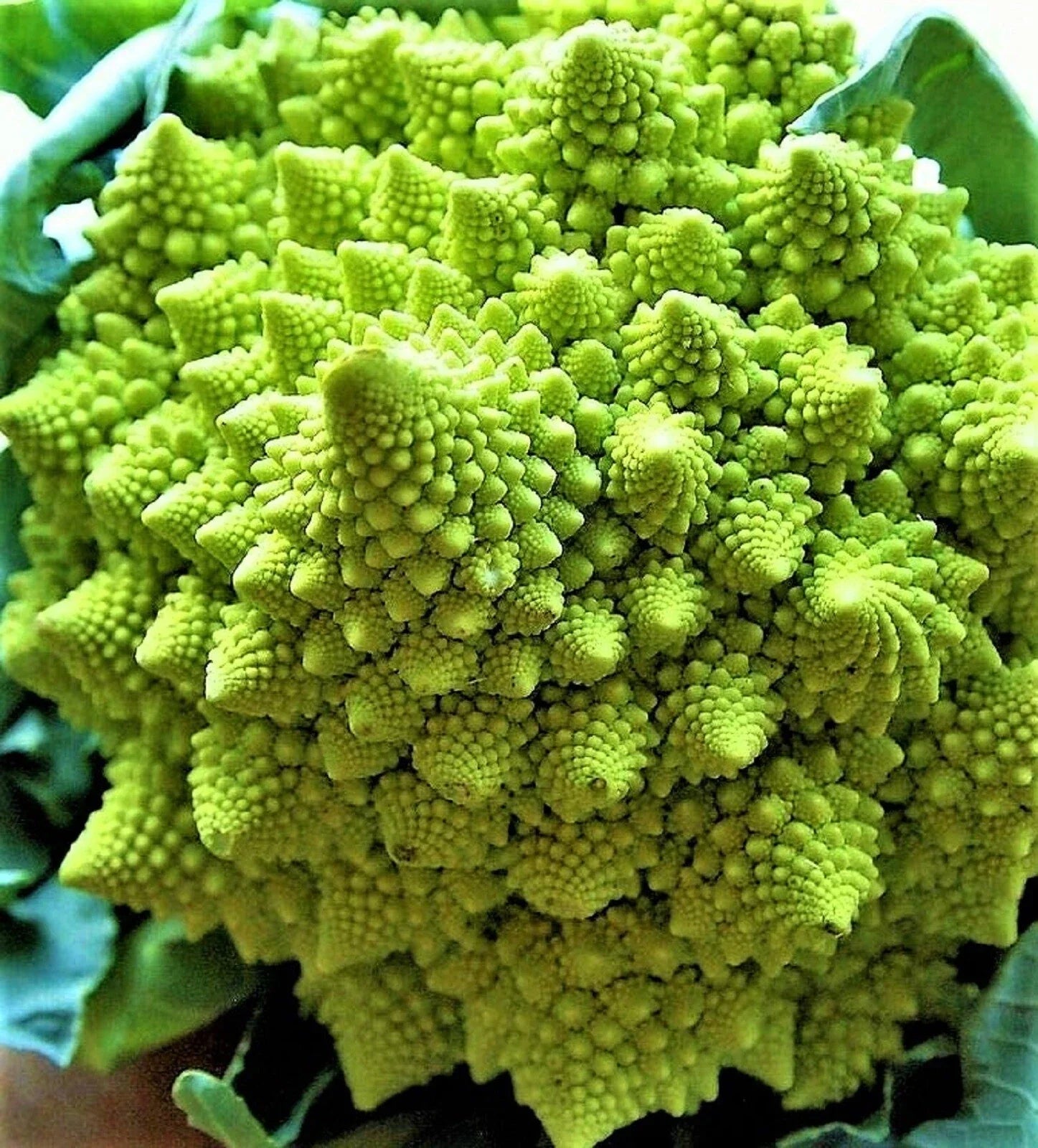 Romanesco Broccoli Seeds – Non-GMO Heirloom Seeds for Planting, Fractal Vegetable, Brassica oleracea var. botrytis