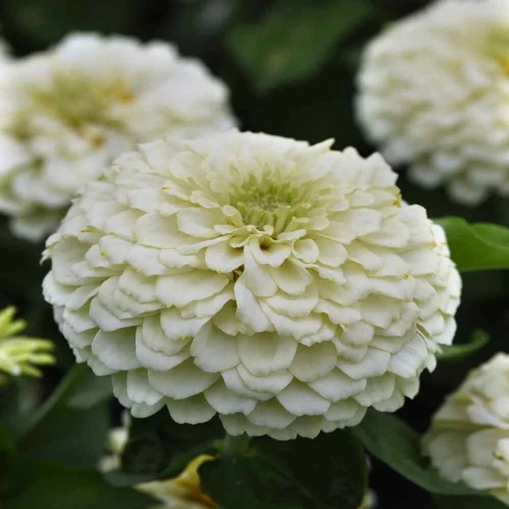 Benary Giant White Zinnia Seeds - 100+ Pack, Zinnia elegans, White Flowers, Garden Planting, Butterfly Attractant, USA