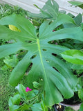Monstera Deliciosa Live Plant in 4" Pot, Swiss Cheese Indoor Houseplant, Tropical Evergreen Foliage