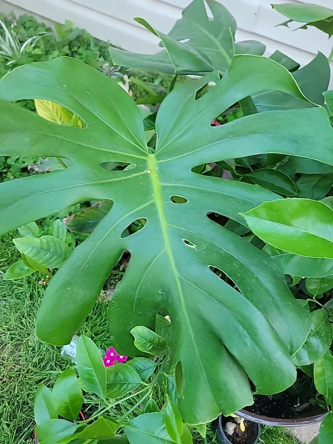 Monstera Deliciosa Live Plant in 4" Pot, Swiss Cheese Indoor Houseplant, Tropical Evergreen Foliage