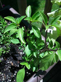 Licorice Basil Seeds - 100 Pack, Gourmet Culinary Herb, Ocimum basilicum var. anisatum, Anise-like Flavor, Easy to Grow