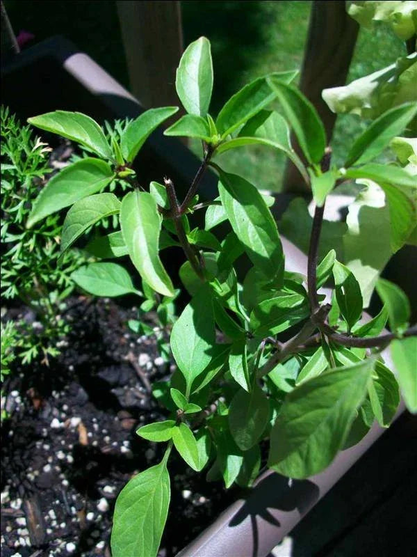 Licorice Basil Seeds - 100 Pack, Gourmet Culinary Herb, Ocimum basilicum var. anisatum, Anise-like Flavor, Easy to Grow