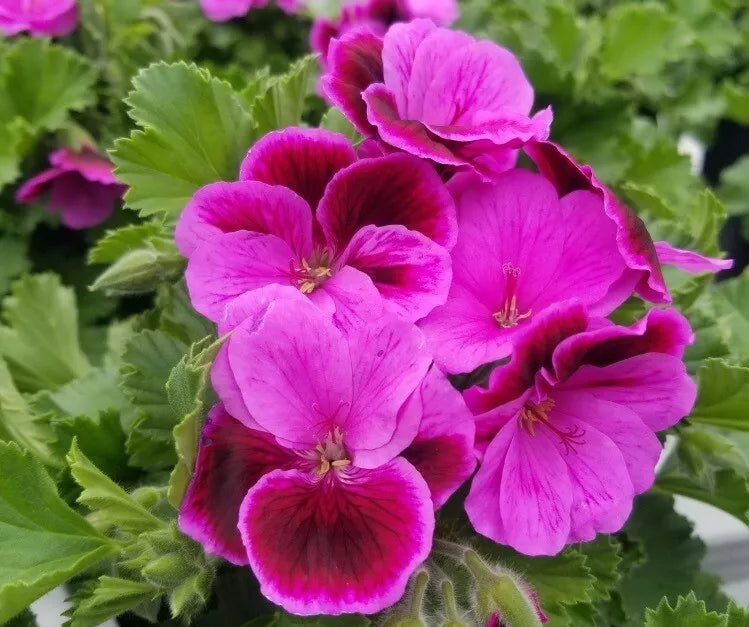 Martha Washington Geranium Cuttings - 6 Fresh Pelargonium Propagation Plants - Vibrant Flowers for Garden & Indoor Decor