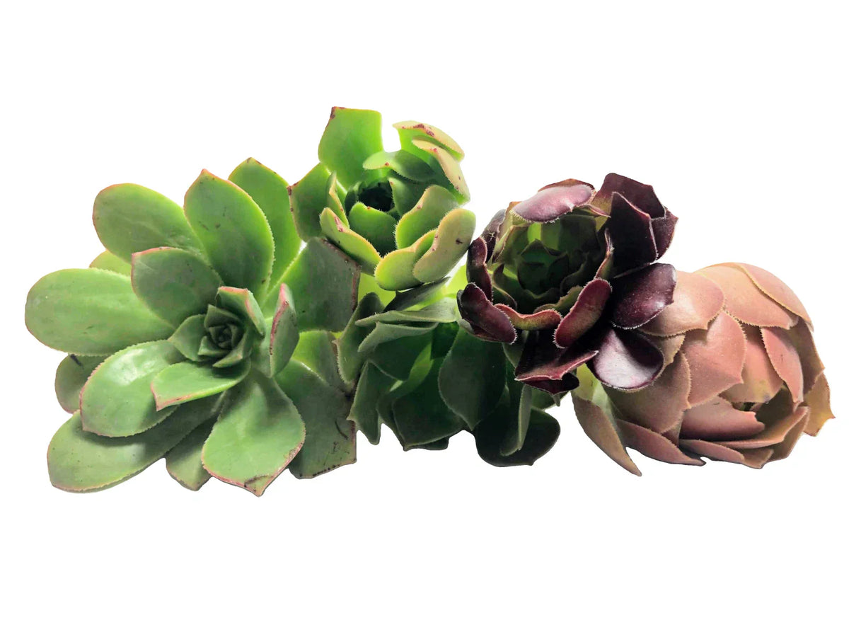 Assorted Aeonium Cuttings 2–6” | Unique Succulent Rosettes | No Repeat Varieties