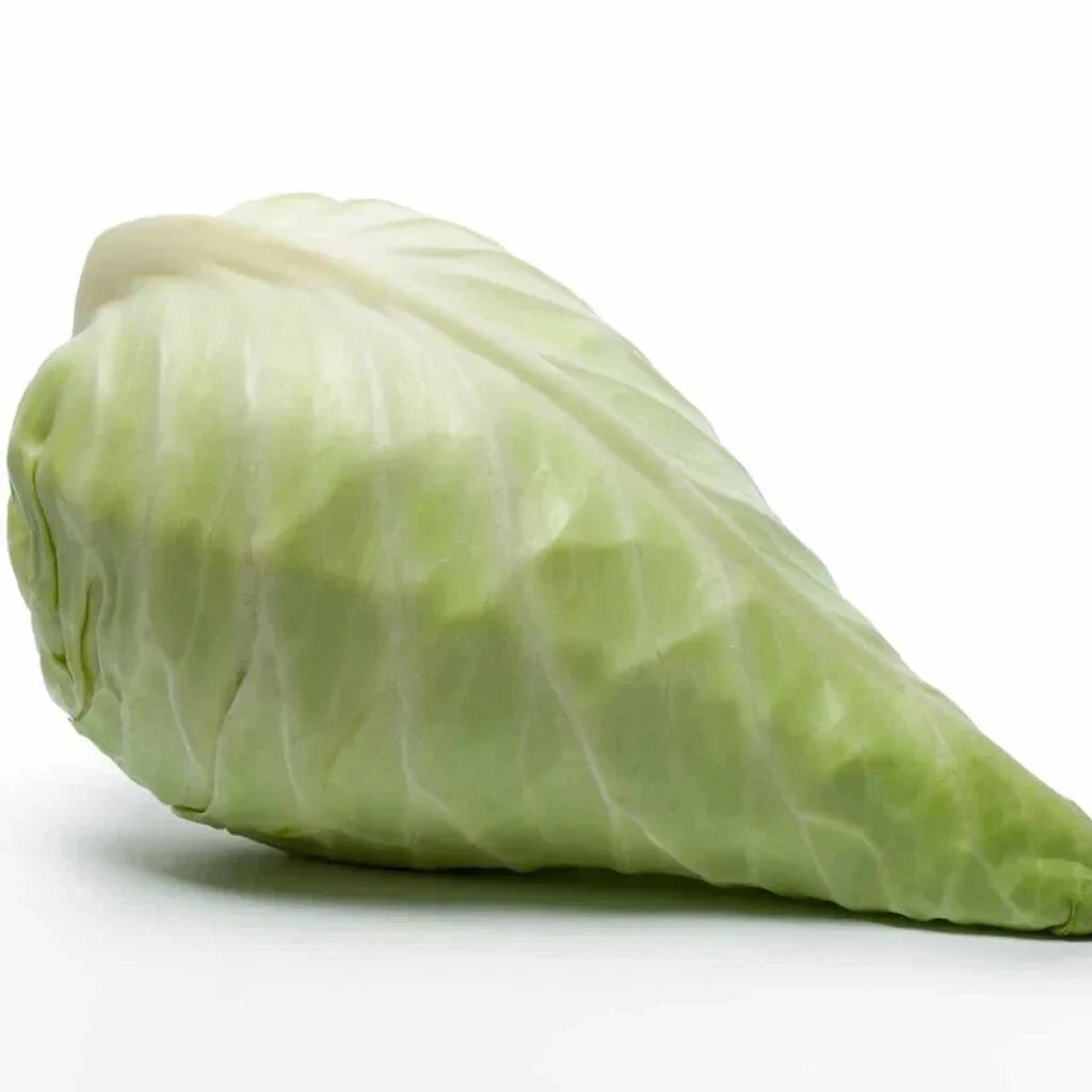 Hispi Cabbage Seeds - 500+ Count Sweetheart Variety Brassica oleracea for Garden Planting, Non-GMO, Full Sun, USA