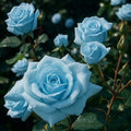 Light Blue Rose Seeds - Pack of 20 - Decorative Garden Variety Rosa spp. - Fragrant, Easy to Grow, Blooms in Spring