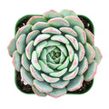 Live Echeveria Minima Succulent in 2-Inch Pot – Fully Rooted Rosette Plant for Indoor & Outdoor Decor
