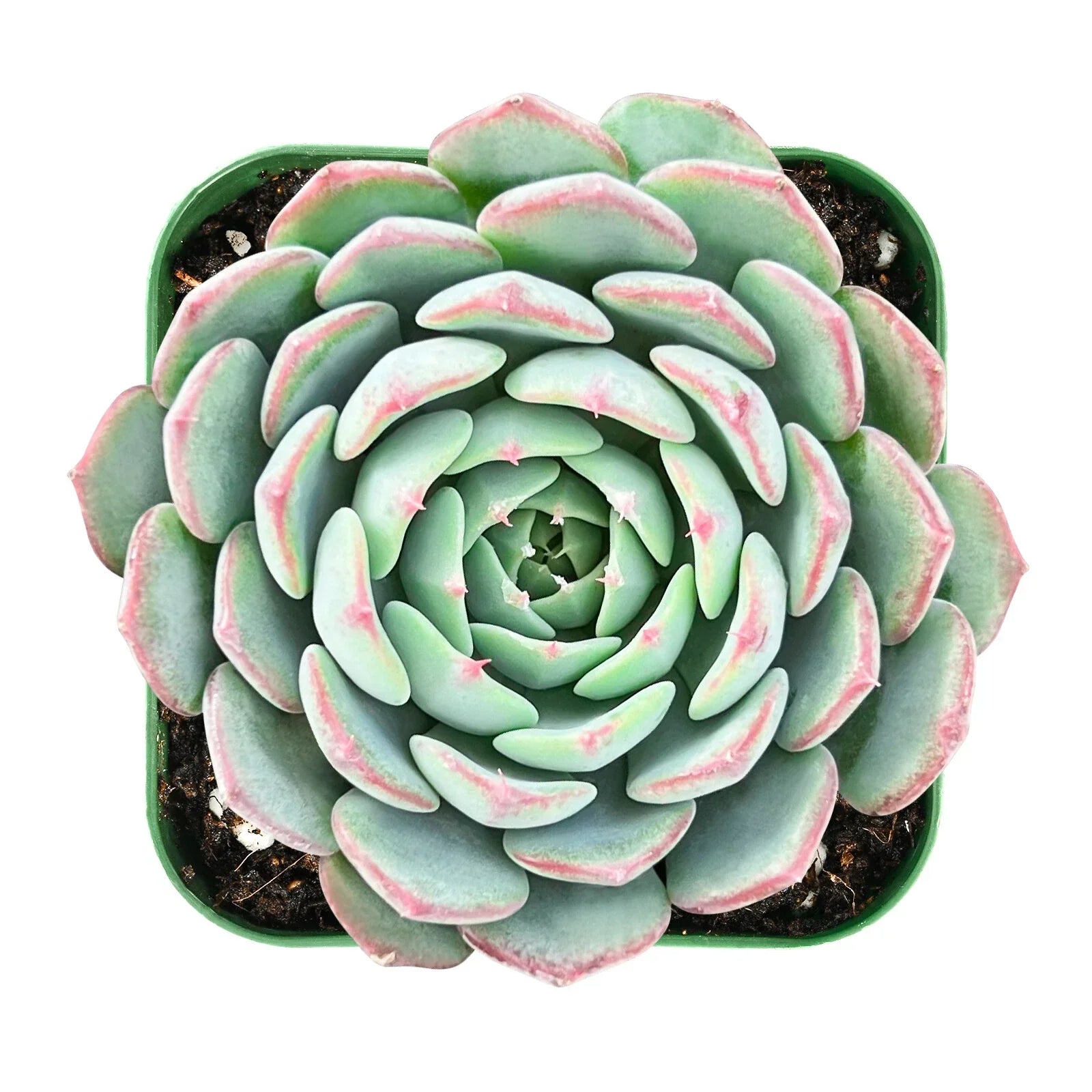 Live Echeveria Minima Succulent in 2-Inch Pot – Fully Rooted Rosette Plant for Indoor & Outdoor Decor