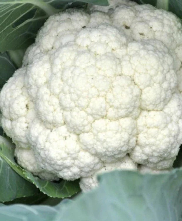 Cauliflower Seeds 2000 Count Snowball Y Improved Non-GMO Self-Blanching Brassica oleracea