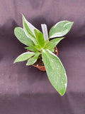 Philodendron White Princess - Rooted 3" Pot - Variegated Houseplant