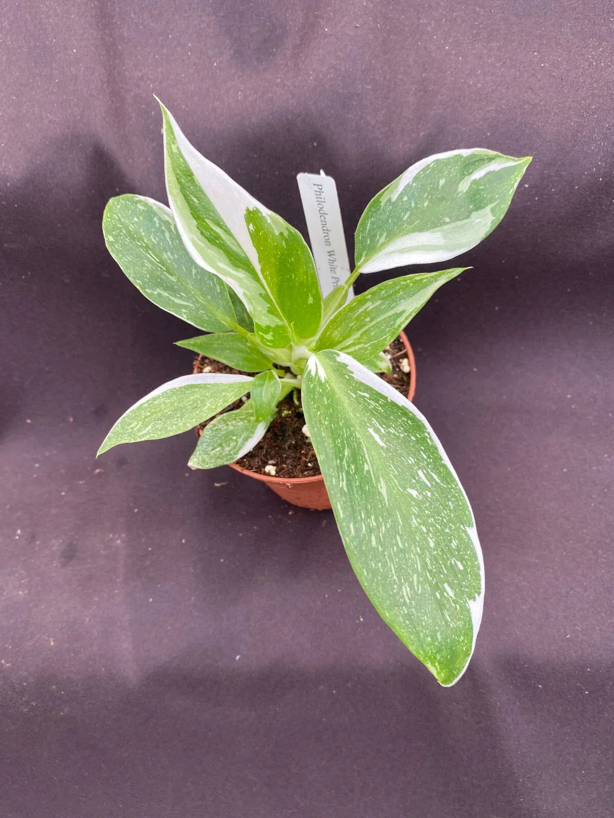Philodendron White Princess - Rooted 3" Pot - Variegated Houseplant