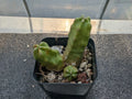 Echinocereus pentalophus Momotaro Bare-Root Cactus Cutting - 2 Inch Succulent Plant for Indoor Garden or Outdoor Decor