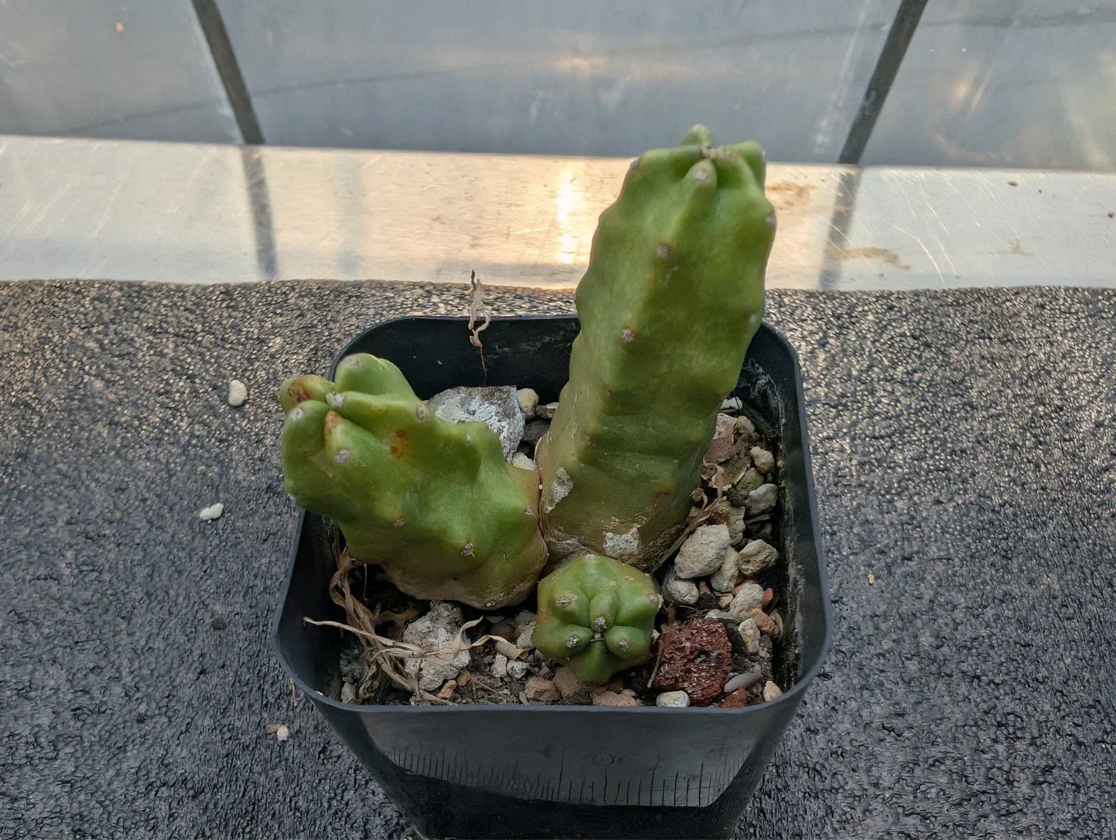Echinocereus pentalophus Momotaro Bare-Root Cactus Cutting - 2 Inch Succulent Plant for Indoor Garden or Outdoor Decor