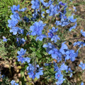Chinese Forget-Me-Not Seeds - 2000+ Blue Flowers for Gardens, Borders & Wildflower Gardens - Cynoglossum Amabile