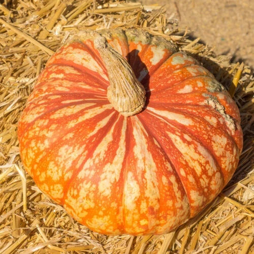 Pumpkin Seeds - One Too Many Cucurbita pepo - 25+ Pack for Garden Planting, Homegrown, USA Grown