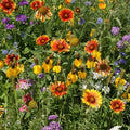 Western Wildflower Seed Mix - 19 Native Species for Garden - Non-GMO