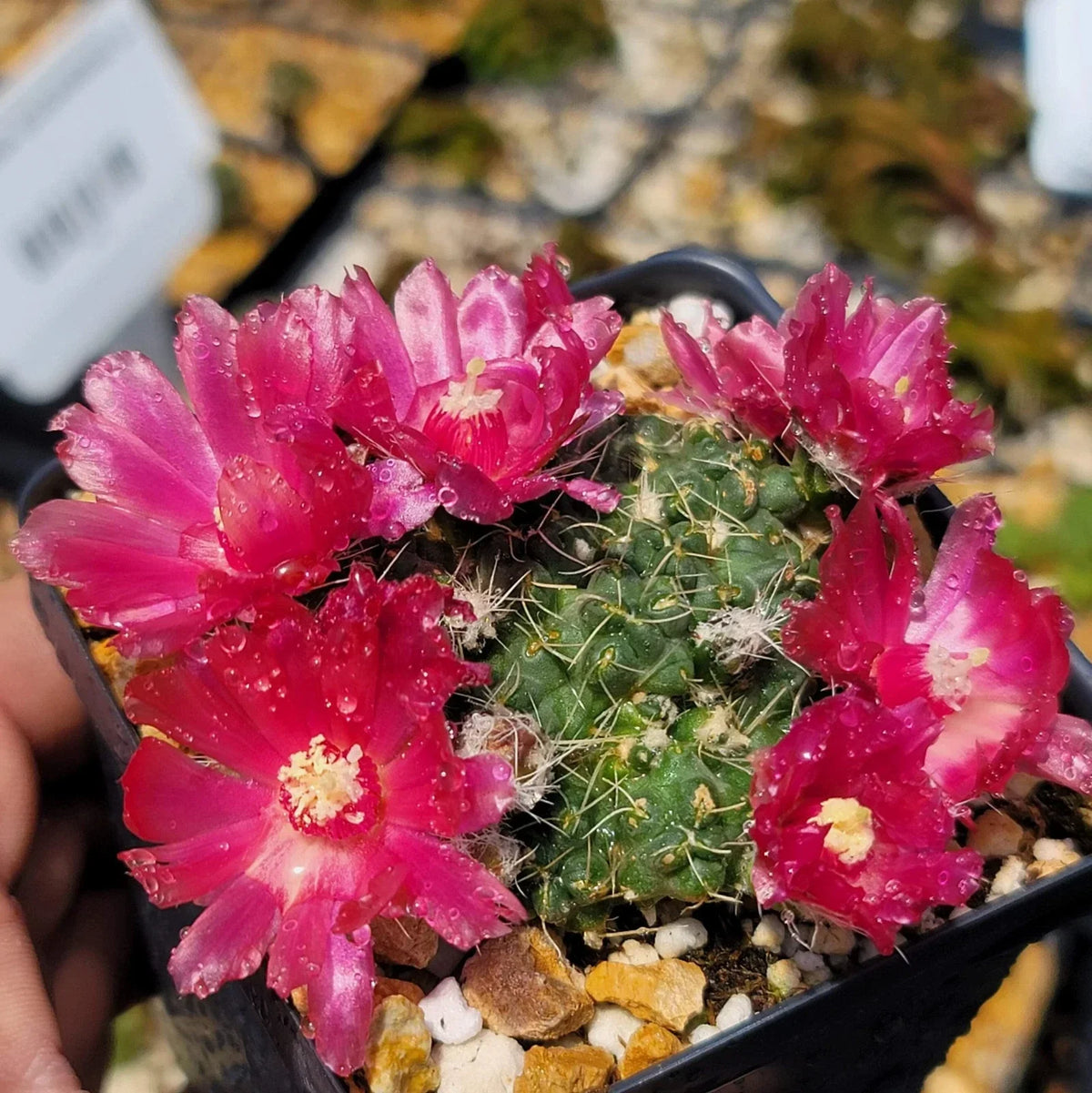 Puna subterranea 'Incahuasi' Cactus | Live Succulent Plant for Indoor & Outdoor